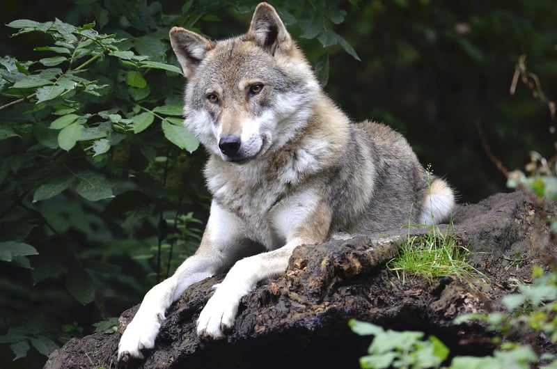Wolf in the wild